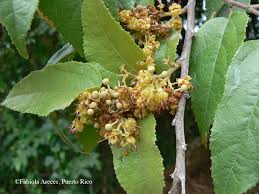 Image result for Guazuma