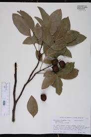 Image result for Stadmannia