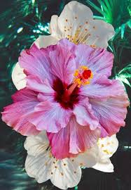 Home Beautiful Flowers Amazing Flowers Transparent Flowers Forget me not is a special name of a flower type. beautiful flowers amazing flowers