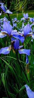 Wild Iris Blue Flowers Beautiful Flowers Flower Garden