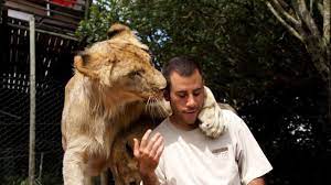 ライオンに愛されすぎた男、スリスリペロペロされまくり : カラパイア