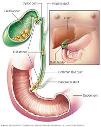 How long does it take to digest food? Gallstones Symptoms And Causes Mayo Clinic