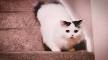 How to Care for a Munchkin Cat: 14 Steps (with Pictures ...
