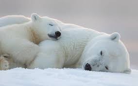 Samye Trogatelnye Mamy Medvedicy I Ih Medvezhata Obsuzhdenie Na Liveinternet Rossijskij Servis Onlajn Dnevniko Baby Polar Bears Polar Bear Polar Bear Images