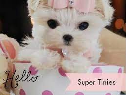 We offer over 17 years in industry experience. Teacup Puppies Store Review Us Puppy Store Teacup Puppies Maltese Puppies For Sale