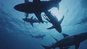 Kompany ist offizielle verrechnungsstelle der republik österreich. Haie Zu Wasser Zu Land Und In Der Luft Zdfmediathek