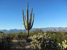 This is in saguaro national park (east district) in tucson, arizona. Cactus Forest Trail Tucson Com