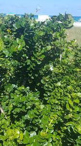 Image result for Carissa praetermissa