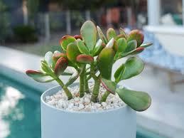 Reduces moisture loss when plants are under 1 application of this wilt stop spray lasts all season. 4 Common Reasons Your Jade Plant Is Wilting Crassula Succulentopedia Succulents Cactiandsucculents Worldofsucculents Succ Jade Plants Plants Succulents