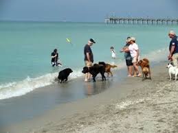 Dog Friendly Beaches Florida Dog Friendly Beach Venice Beach Florida Perfect Beach Vacation