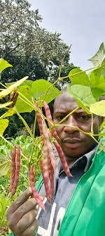 Benefits of local organic food consumption