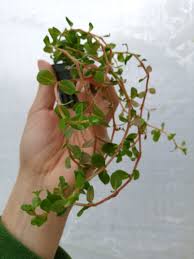 Image result for Rotala fontinalis
