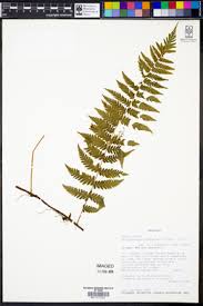 Image result for Arthropteris anniana