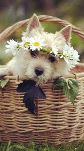 Dog In Basket Iphone 6 Wallpaper Westie Puppies Easter Pets Dogs Golden Retriever