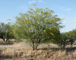 Image result for Parkinsonia aculeata