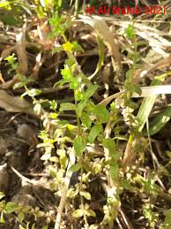 Image result for Vahlia digyna