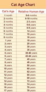 For their size, cats live quite a long time. Cat Human Age Chart Do It And How