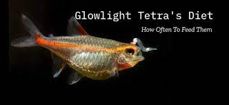 Nov 21, 2019 · before feeding peas to your goldfish, make sure that they are peeled. Glowlight Tetra S Diet How Often To Feed Them And Best Food