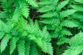 Image result for Blechnaceae