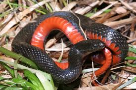 Image result for Nesaea pygmaea