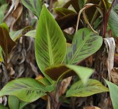 Image result for Musaceae