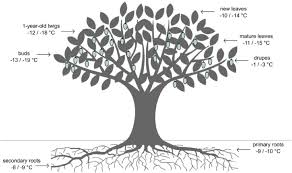 Freezing Temperatures Of Different Parts Of Olive Tree Download Scientific Diagram