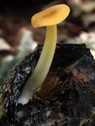 Image result for Chlorosplenium chlora