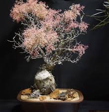 Image result for Pachycarpus firmus