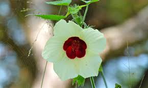 Image result for Hibiscus engleri