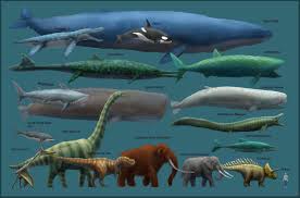Blue Whale Size Chart Largest Animal Ever Blue Whale Size