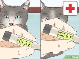 You may see contractions along her sides. 3 Ways To Tell If A Cat Is In Labor Wikihow Pet