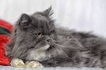 31 Most Beautiful Persian Cat Pictures And Photos