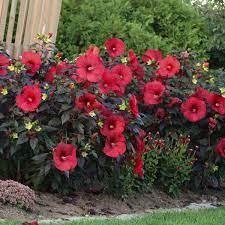 Even though there are few truly deer and rabbit resistant plants you can, however make your garden a little less inviting by including plants they dislike and excluding those they prefer. 11 Deer Resistant Proven Winners Perennials Walters Gardens Inc
