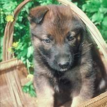 German shepherd puppies florida puppyfind. Puppyfind German Shepherd Dog Puppies For Sale