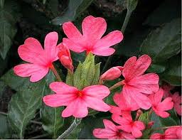 Image result for Crossandra nilotica