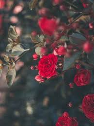 Download beautiful red, pink, white, flower images for android screen saver. Rose Old Mobile Cell Phone Smartphone Wallpapers Hd Desktop Backgrounds 240x320 Downloads Images And Pictures