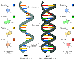 Difference Between Dna And Mrna Difference Between