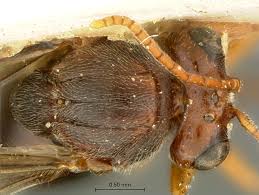 Image result for Scolopia mundii