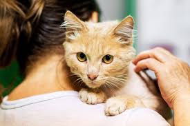 temperatura u koshki chto delat esli u koshki vysokaya temperatura tela prichiny i lechenie