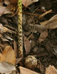 Image result for Stylochaeton puberulus