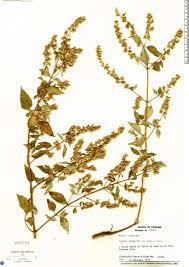 Image result for Cantinoa americana