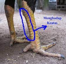 Check spelling or type a new query. Sisik Kaki Ayam Pukul Mati Blog Spots