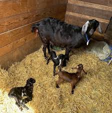 Saving A Weak Baby Goat Backyard Goats