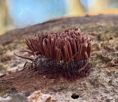 Image result for Stemonitis splendens