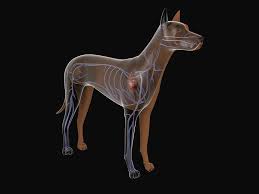 The system that is called the circulatory system of the dog is comprised of the blood, the blood vessels and the heart. Circulatory System Of A Dog Photograph By Stocktrek Images