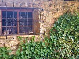 Ivy is a plant with dark, wide leaves that climbs up walls, trellises, fences and other structures. Backyard Gardener Watch Out For English Ivy July 24 2019