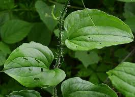 Image result for Smilax