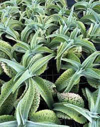 Image result for Kalanchoe gastonis-bonnieri