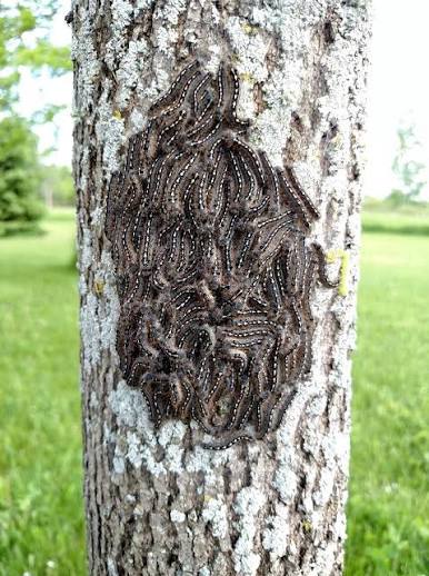 Hairy Spring Caterpillars – Which One Do You Have? |