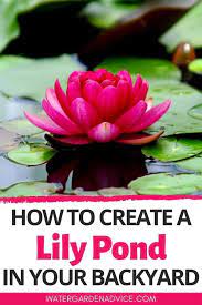 How To Create A Lily Pond In Your Backyard Lily Pond Water Lily Pond Fish Pond Gardens